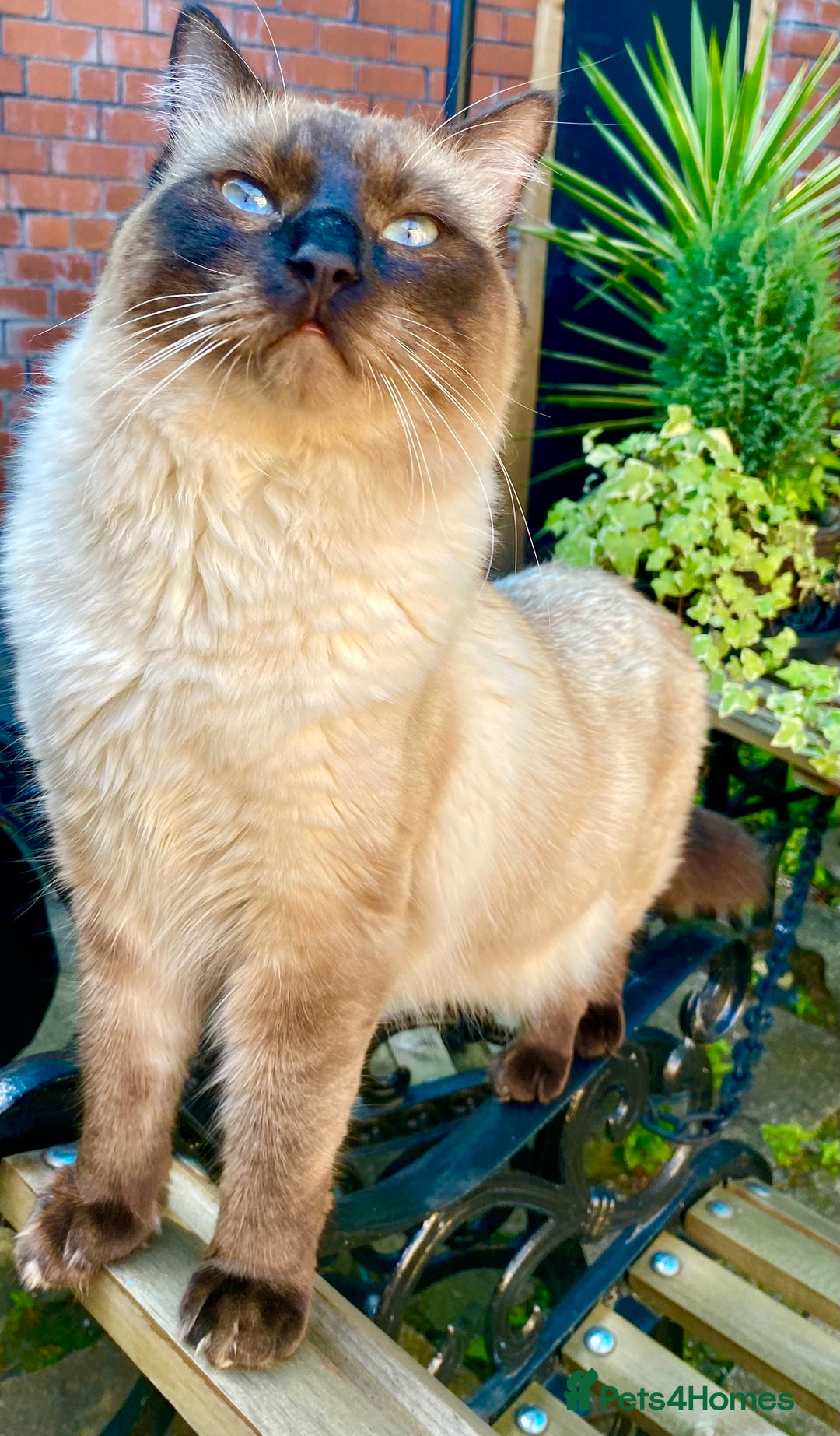 Ragdoll cats for sale: Gorgeous Ragdoll boy - Image 7