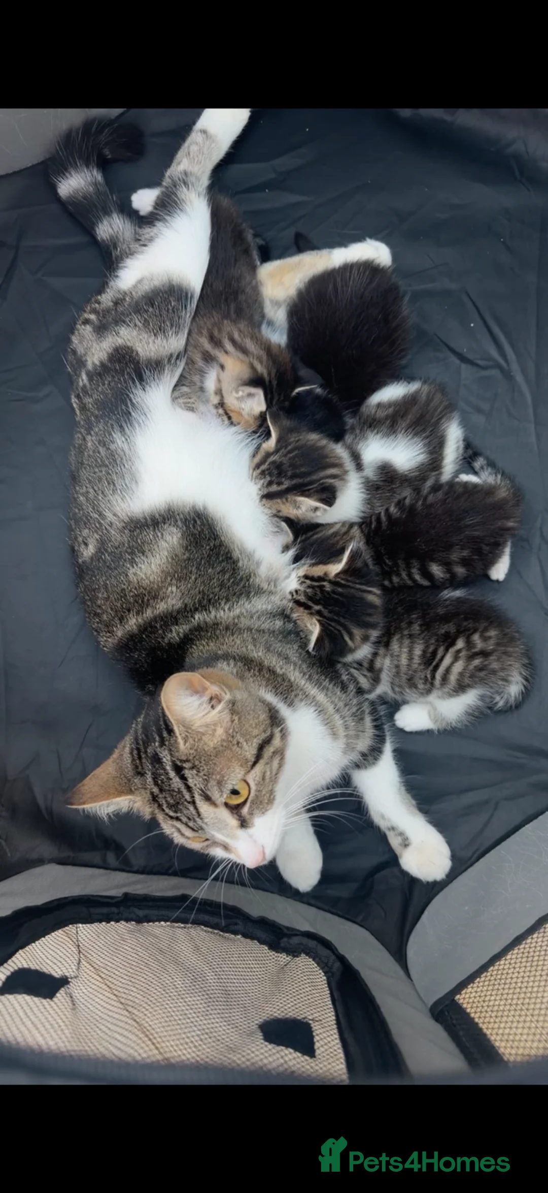 Mixed Breed cats for sale: 5 mixed breed kittens  - Advert 1