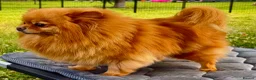 Pomeranian dogs for adoption: Juliet – Female Pomeranian (Young Rescue) - Advert 8