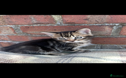 Bengal cats for sale: Beautiful Bengal Kittens  - Image 8