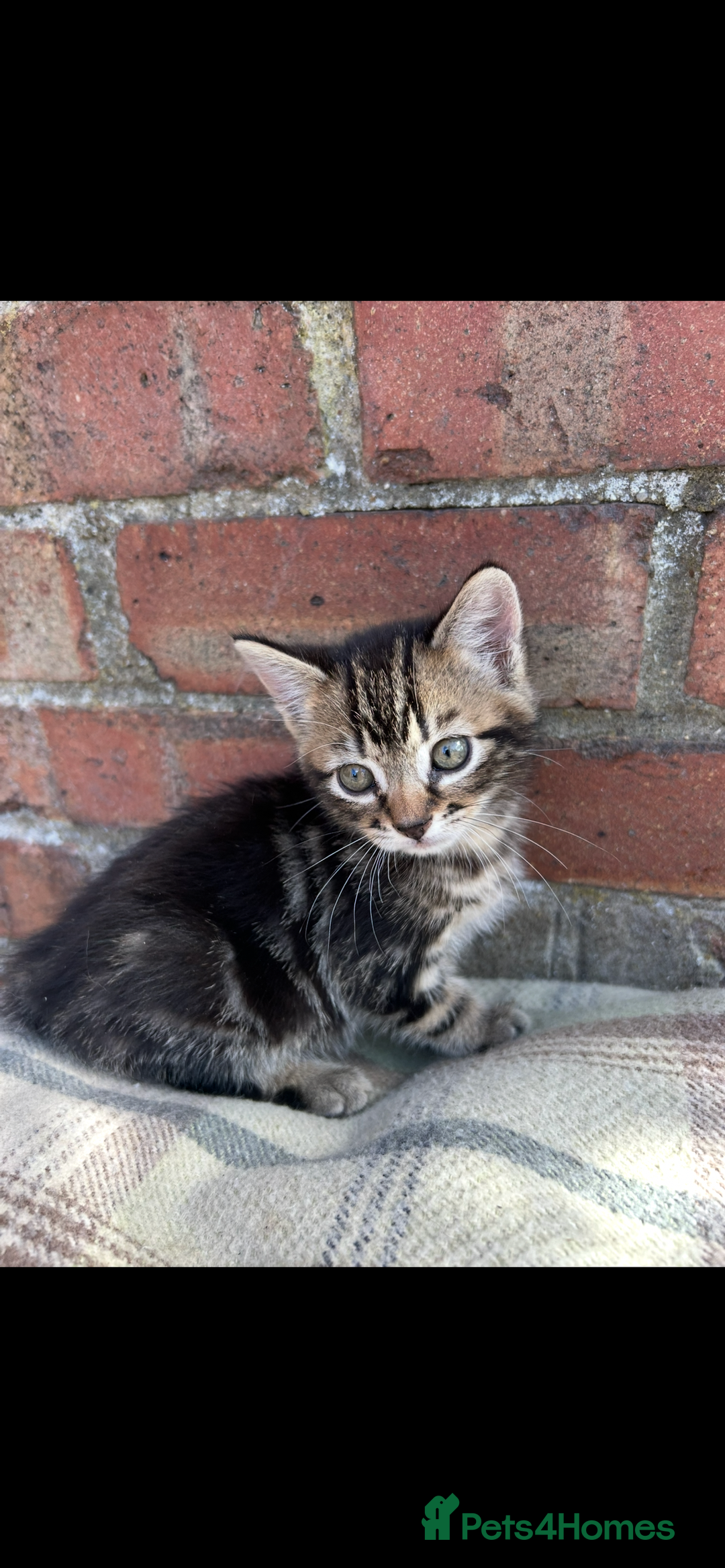 Bengal cats for sale: Beautiful Bengal Kittens  - Image 8