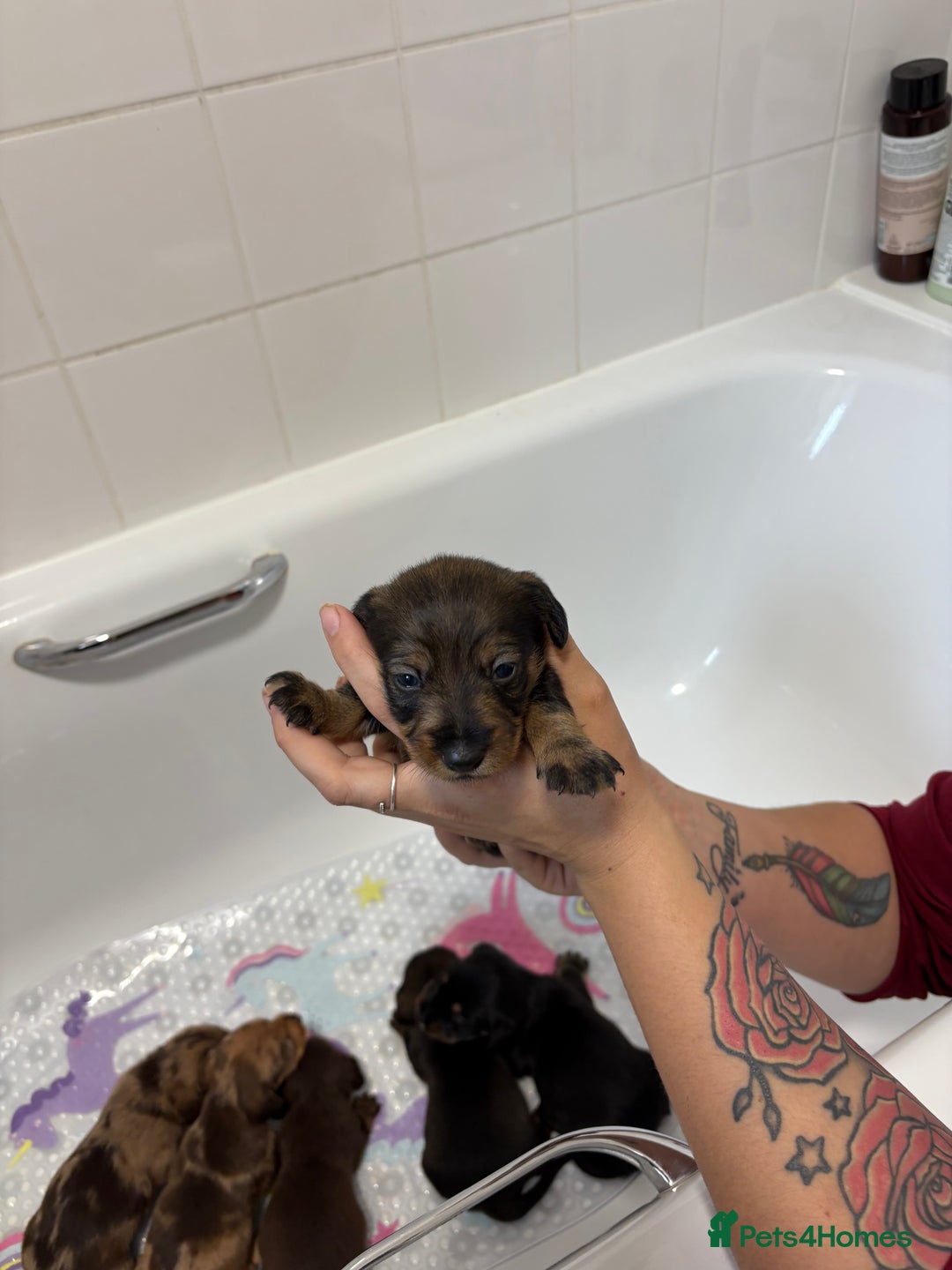 Mixed Breed dogs for sale: Dorkie puppies - Image 20