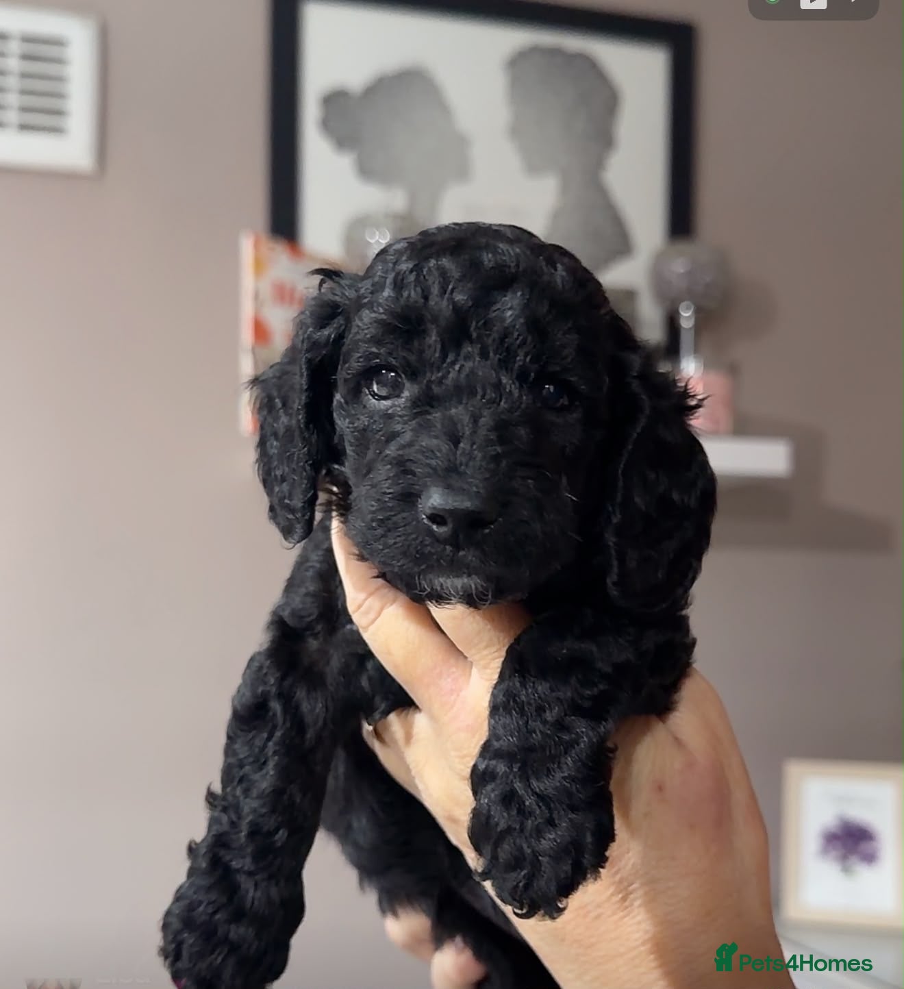 Cockapoo dogs F2 - Cockapoo Puppies – 2 Left  - Advert 14