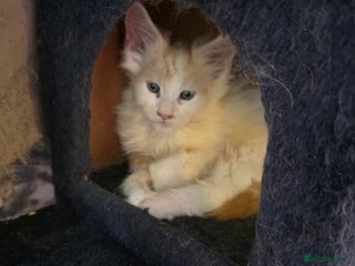 Maine Coon cats - Advert 15