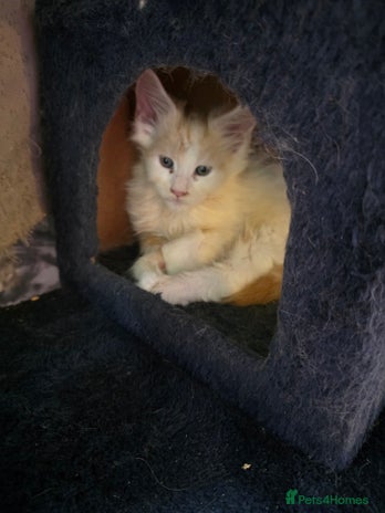 Maine Coon cats - Advert 9