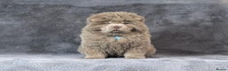 Chow Chow dogs for sale: Outstanding rare solid lilac male chow chow puppy  - Advert 2