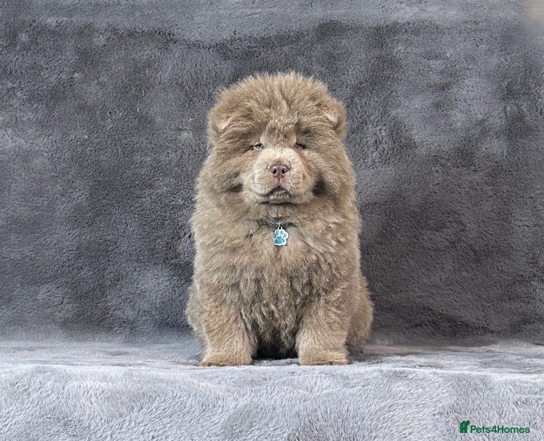 Chow Chow dogs for sale: Outstanding rare solid lilac male chow chow puppy  - Advert 2
