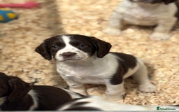 English Springer Spaniel dogs for sale: HEALTH TESTED liver & white springer spaniels  - Image 4