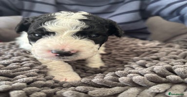 Mixed Breed dogs - Advert 12