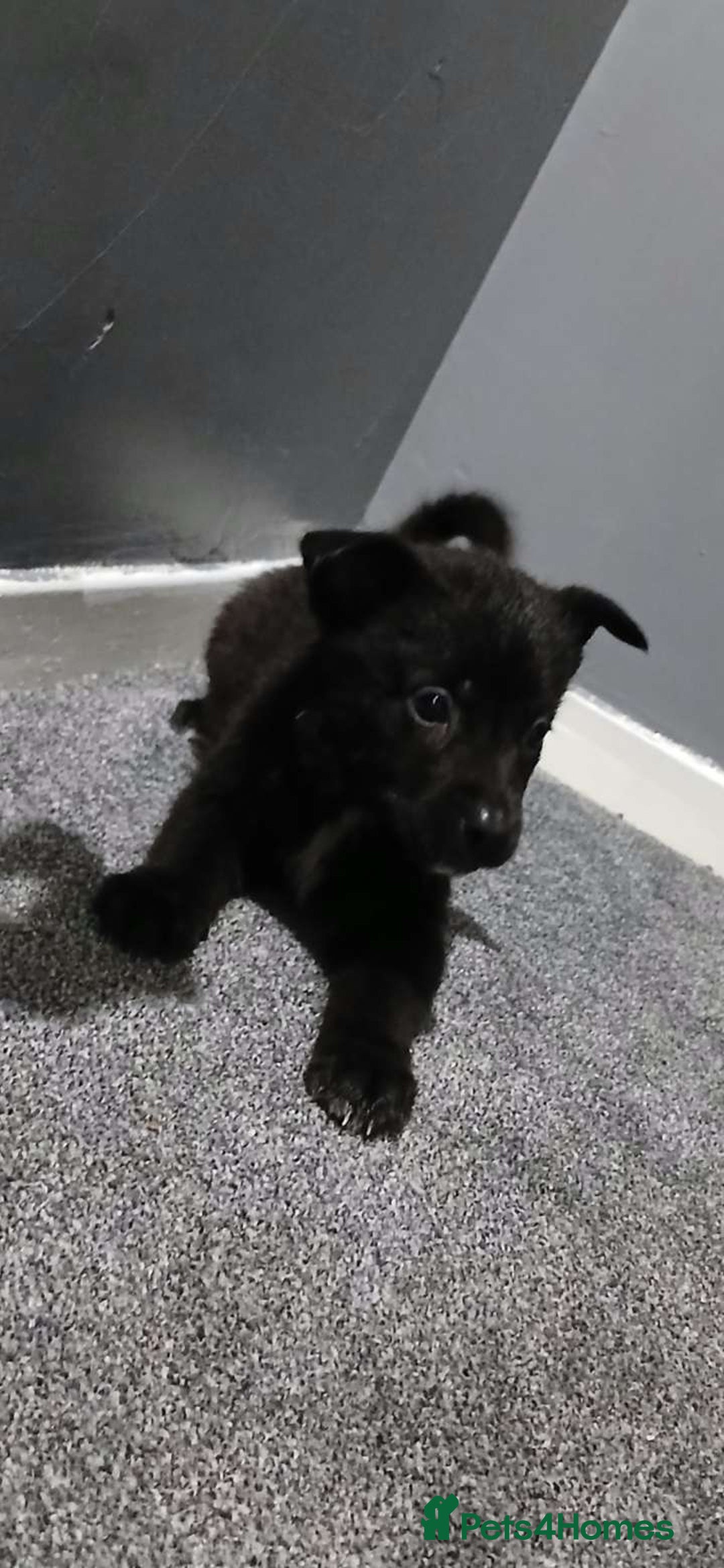 Mixed Breed dogs for sale: German Shepherd x huskita.  - Image 12