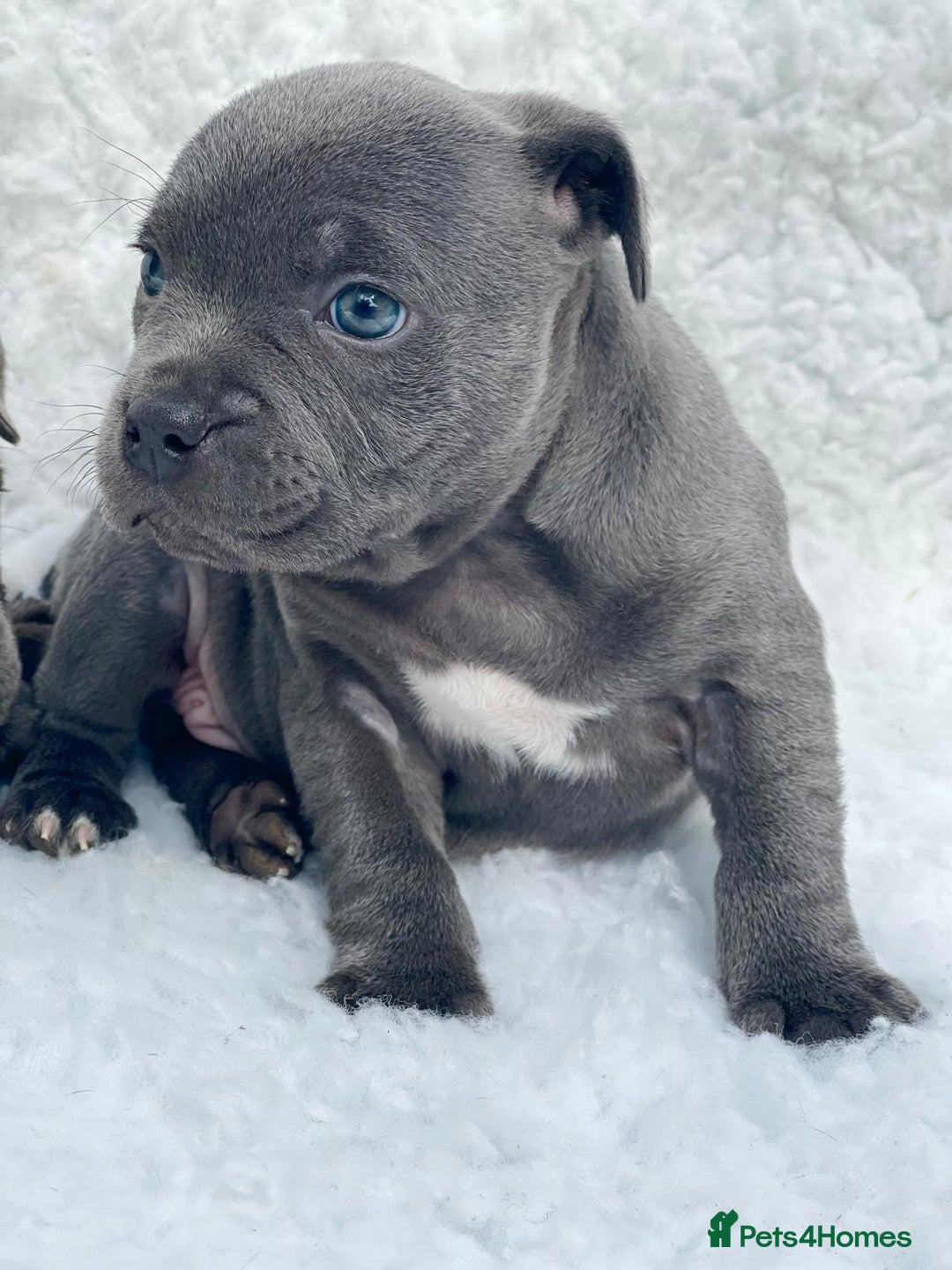 Staffordshire Bull Terrier dogs for stud: PRINCE- SOLID BLUE CHAMPION BRED in Smethwick - Advert 11