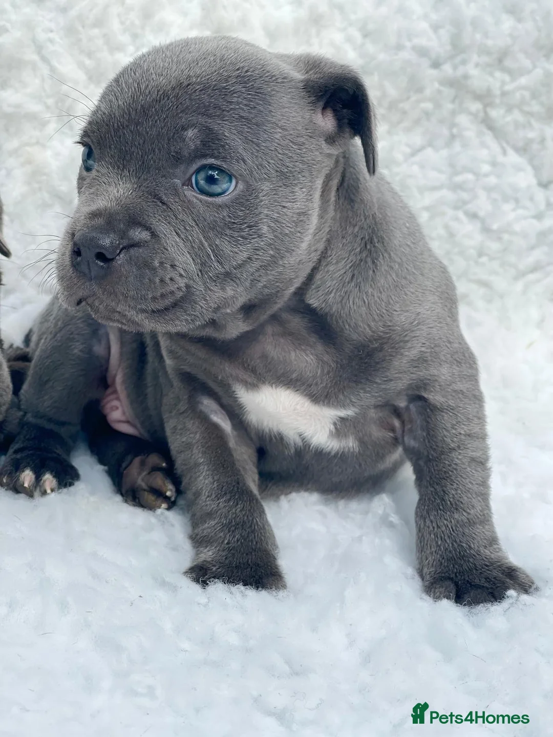 Staffordshire Bull Terrier dogs for stud: PRINCE- SOLID BLUE CHAMPION BRED in Smethwick - Advert 11