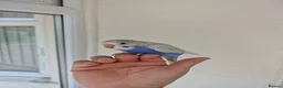 Budgerigars birds for sale: Super Silly hand tamed budgie - Advert 19