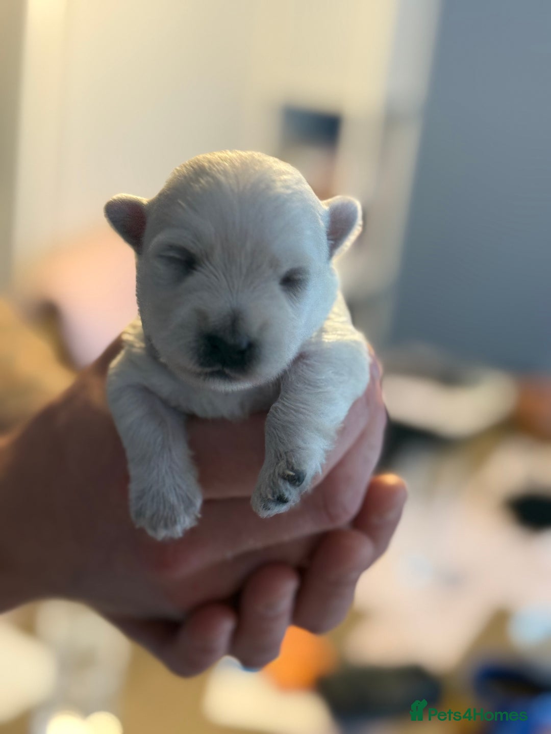 West Highland Terrier dogs for sale: West Highland Terrier Puppies for Loving Homes - Image 28