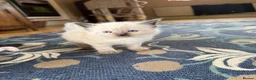 Ragdoll cats for sale: Ragdoll Kittens Farm Bred - Advert 4