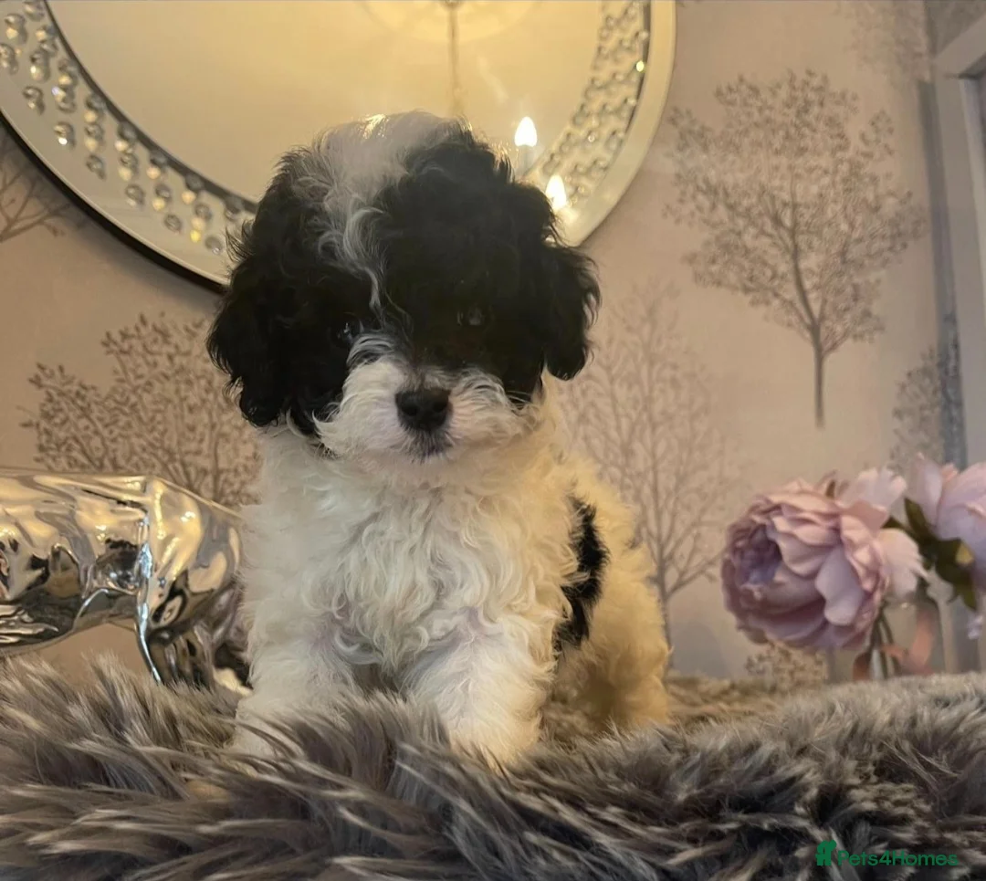 Poodle dogs for stud:  CHOCOLATE MERLE PHANTOM CARRYING PARTI in Todmorden - Advert 21