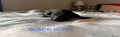 Jet black male