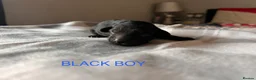 Cockapoo dogs for sale: 5 BEAUTIFUL COCKAPOO PUPPYS  - Advert 13