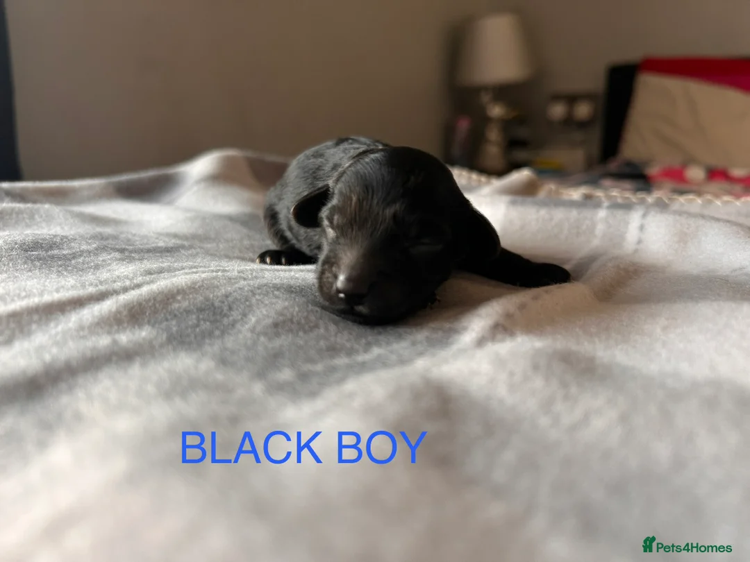 Cockapoo dogs for sale: 5 BEAUTIFUL COCKAPOO PUPPYS  - Advert 13
