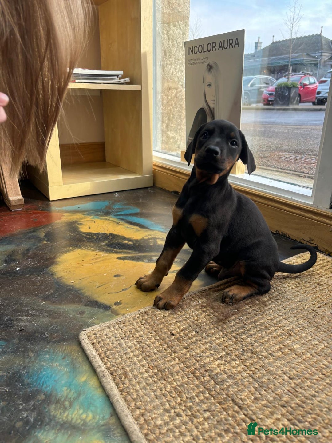Dobermann dogs for sale: Black and Tan Doberman puppies for sale  - Advert 5