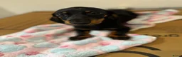 Miniature Dachshund dogs for sale: Adorable Miniature Dachshund Girl in Enfield - Advert 17
