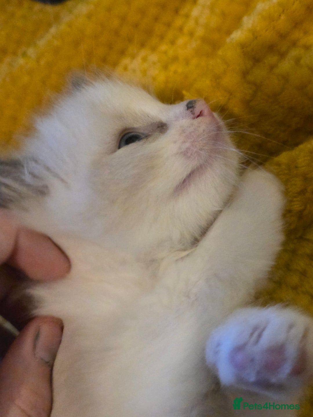 Ragdoll cats for sale: 4 pure ragdolls. 21st of Dec Reservation taken now - Advert 4