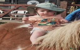 Shetland pony horses for sale: 2 frendly loved shtland felabella, and Shetland  - Image 9