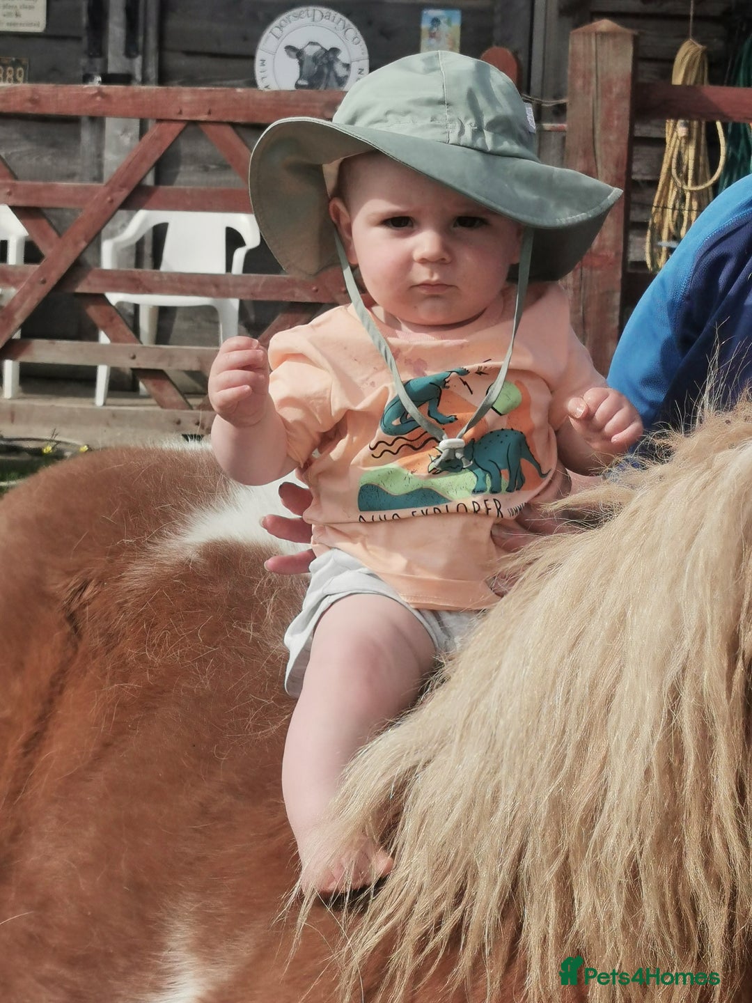 Shetland pony horses for sale: 2 frendly loved shtland felabella, and Shetland  - Image 9
