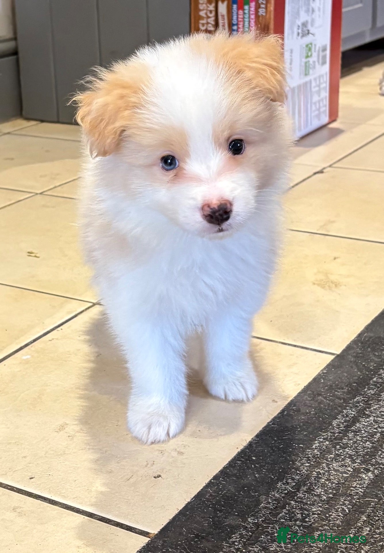 Border Collie dogs Outstanding KC Show Border Collie Puppies - Advert 2