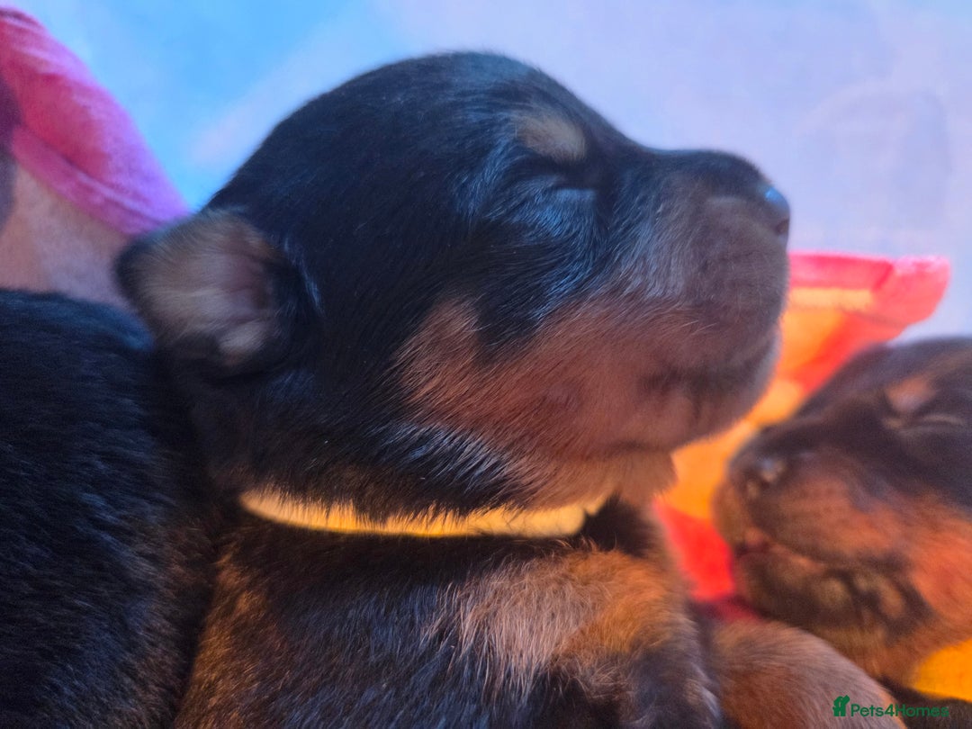 Rottweiler dogs for sale: Rottweiler  - Image 7