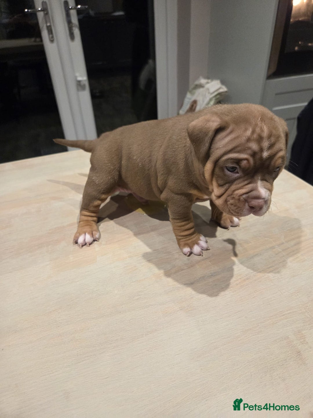 American Bully dogs for sale: Luna x Dynamite puppies🧨🧬 4 girls✅ 4 boys✅ - Advert 17