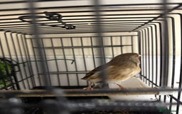 Finches birds for sale:  Pair lovely Goldfinches And a male goldfinch mule - Image 2