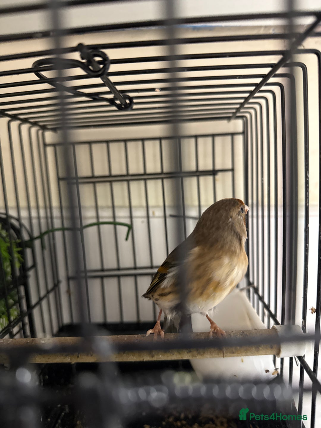 Finches birds for sale:  Pair lovely Goldfinches And a male goldfinch mule - Image 2