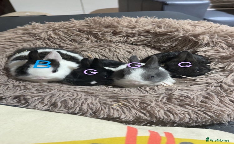Netherland Dwarf rabbits - Advert 1