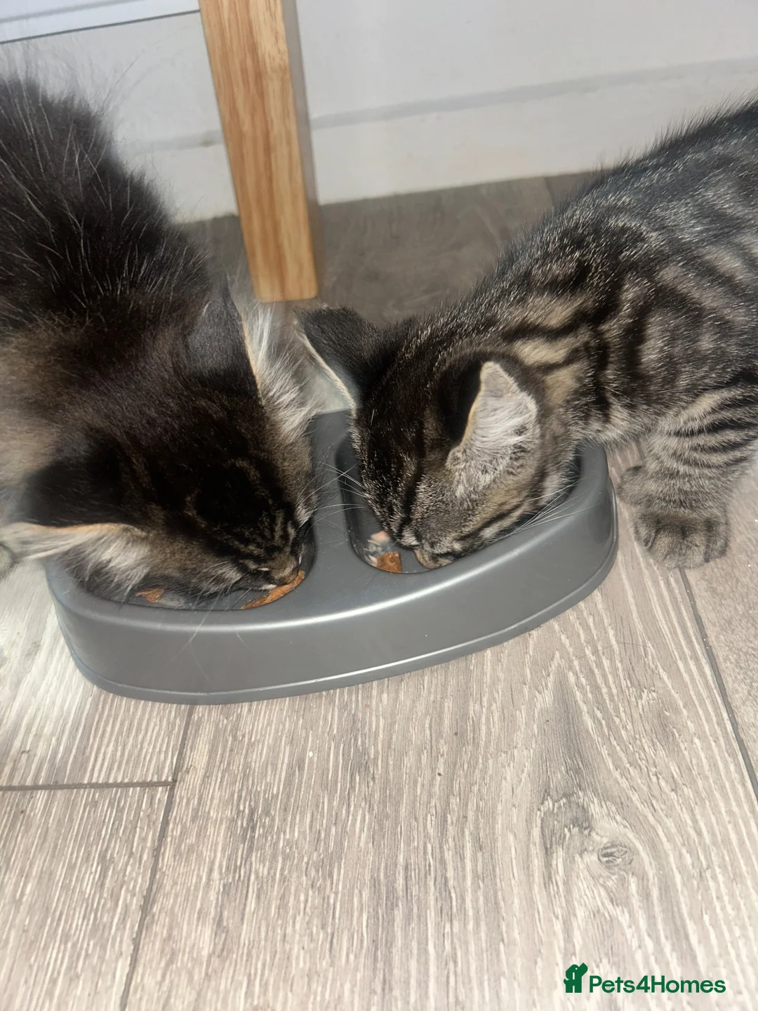 Mixed Breed cats for sale: 2 Beautiful Dark Tabby Mixed Kittens in Basildon - Advert 2