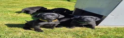 Labrador Retriever dogs for sale: Working KC Black Labradors Puppies - Advert 1