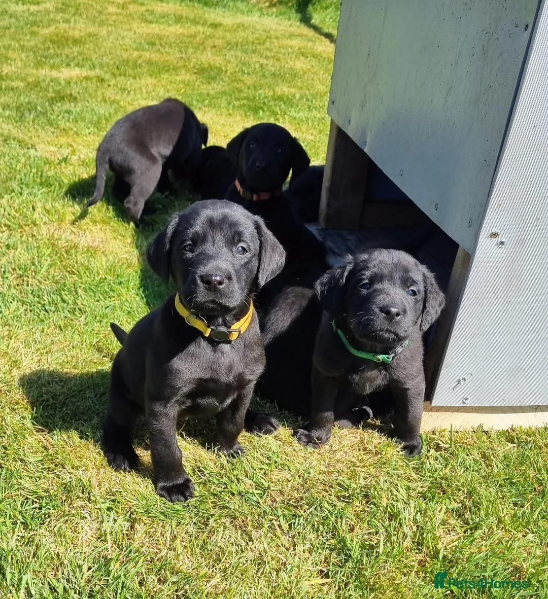 Labrador Retriever dogs for sale: Working KC Black Labradors Puppies - Advert 1