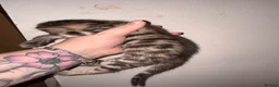 Bengal cats for sale: BENGAL❌ in Durham - Advert 13