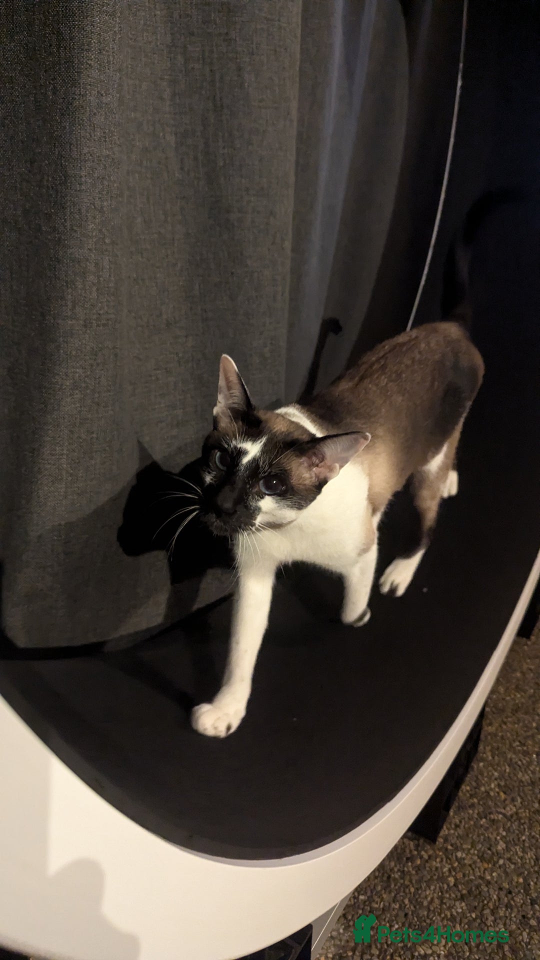 Oriental cats for sale: Blue Eyed Millie 3yr Old Oriental Shorthair Girl - Advert 24