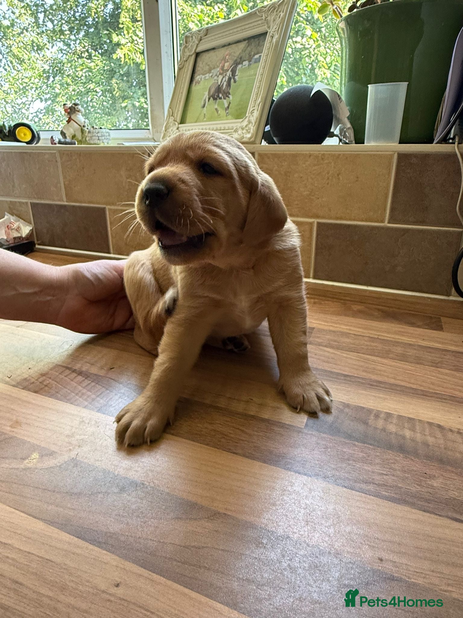 Labrador Retriever dogs Family puppies  - Advert 2
