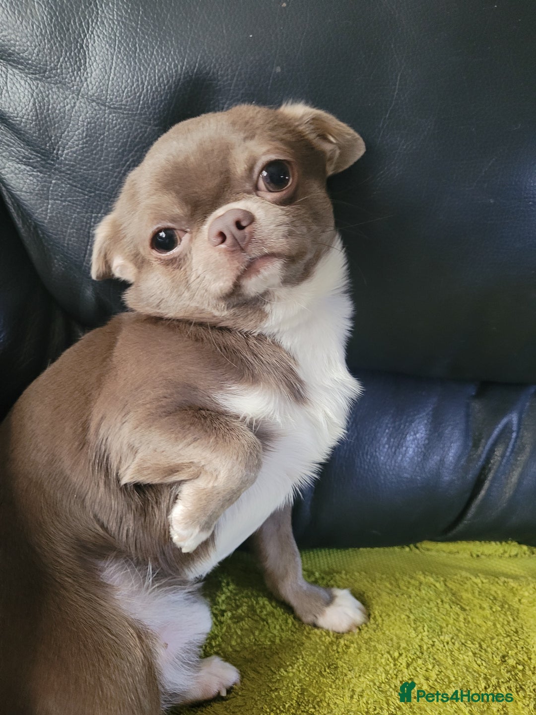 Chihuahua dogs for stud: KC lilac stud in Dagenham - Advert 8