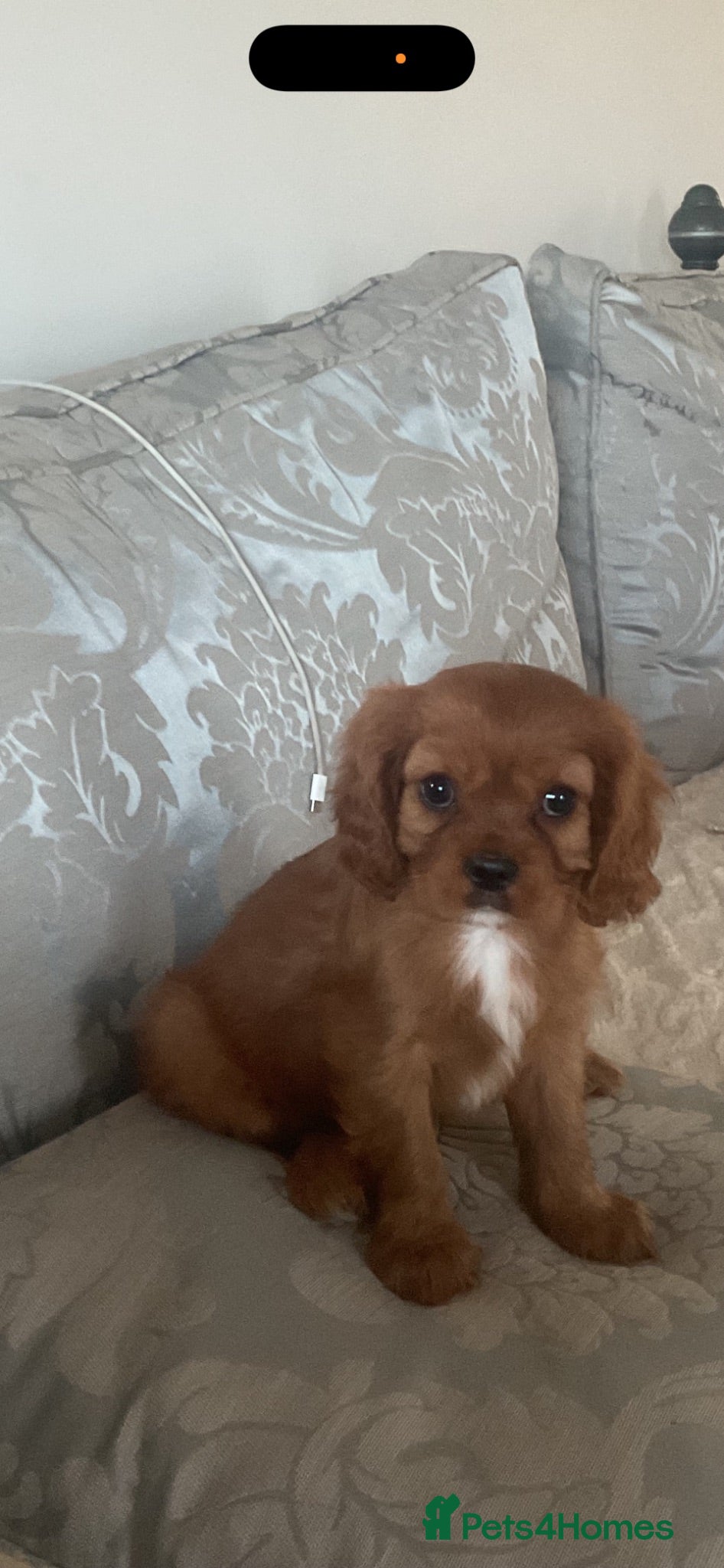 Cavalier King Charles Spaniel dogs KC Beautiful Health tested Babies - Advert 2