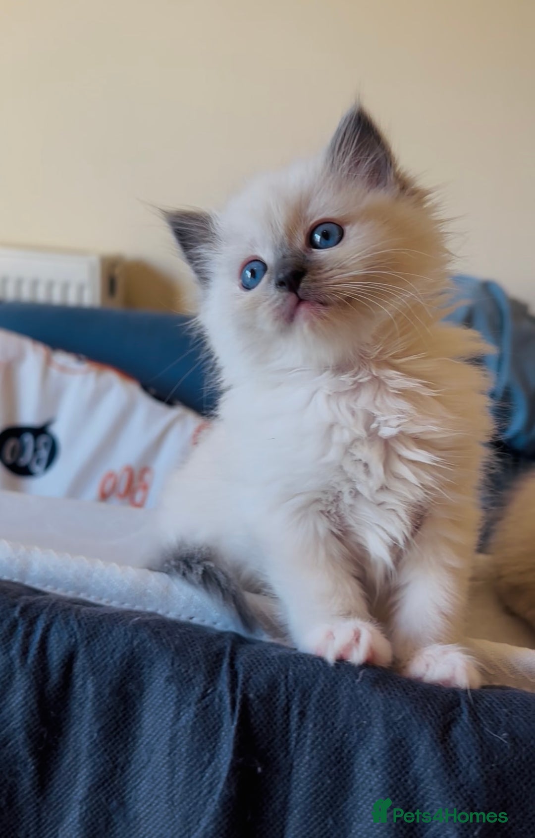 Ragdoll cats for sale: READY SOON!! PUREBRED RAGDOLL KITTENS - Image 2