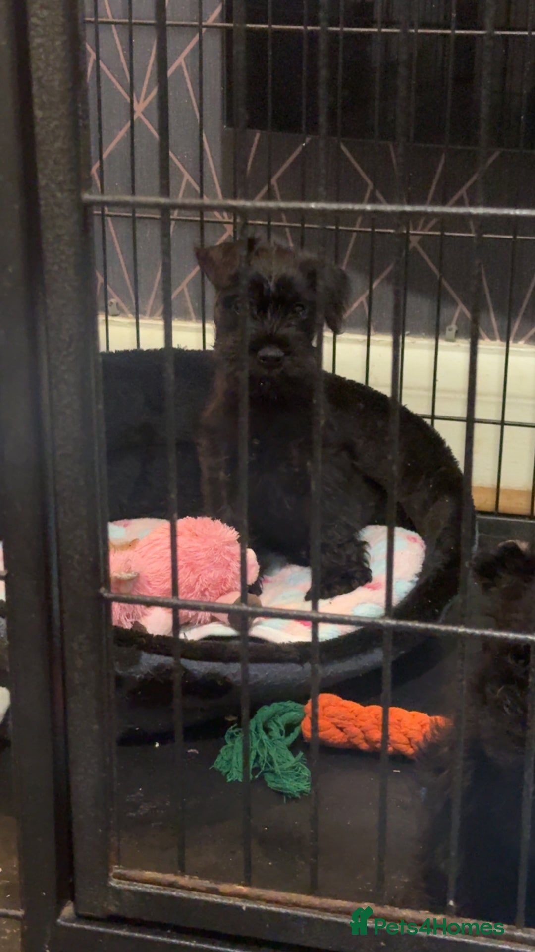 Mixed Breed dogs for sale: Reduced  last boy ! Miniature schnauzer/schnoodle  in Hull - Image 2
