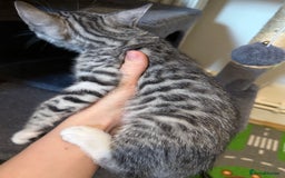 Bengal cats for sale: boys kittens - Image 4