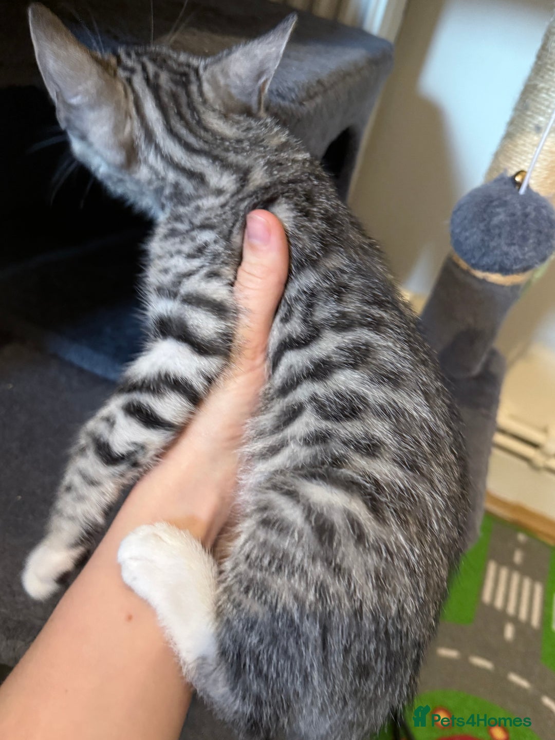 Bengal cats for sale: boys kittens - Image 4