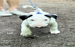 Bull Terrier dogs for sale: Beautiful top class puppy boy - Image 4