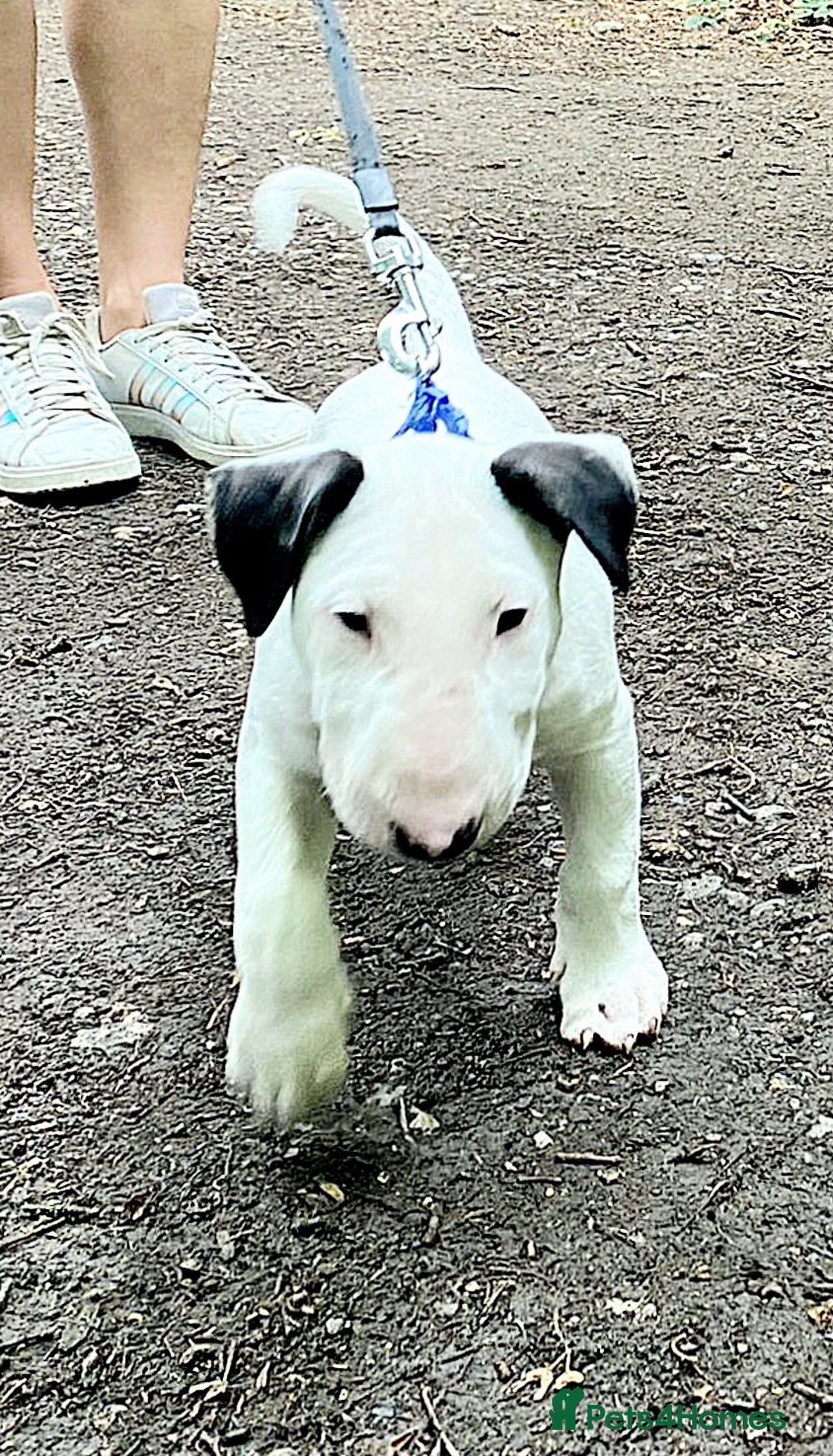 Bull Terrier dogs for sale: Beautiful top class puppy boy - Image 4