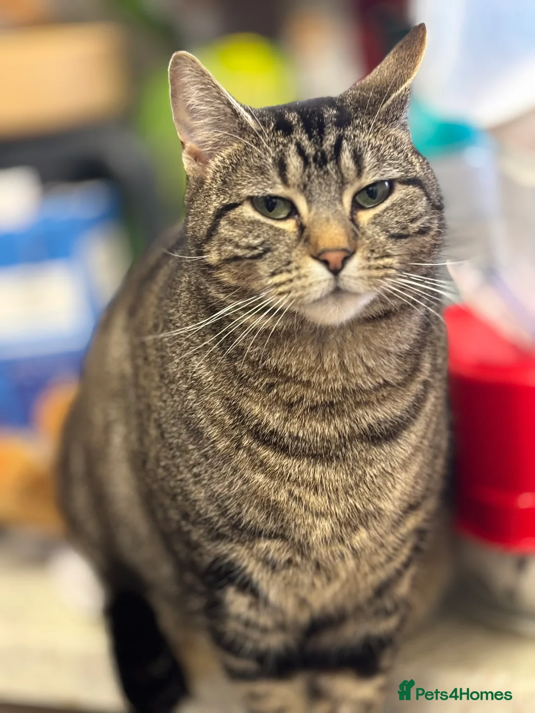 Mixed Breed cats for adoption: 1 yr old female very loving, loves her food!  - Advert 1