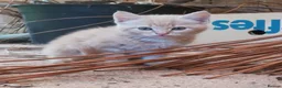 Mixed Breed cats for sale: AMAZING, BEAUTIFUL, CLEVER, HEALTHY KITTENS - Advert 6